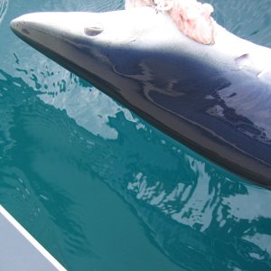 blue shark
