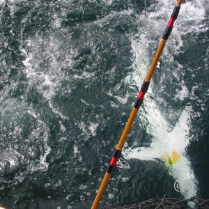 Tuna fishing shark3 7-31-2007