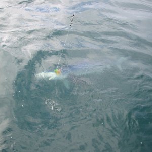 Tuna fishing shark2 7-31-2007