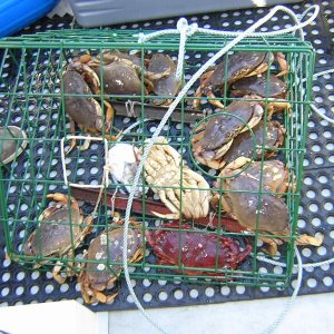 (Jeff and Diane) Crab Catch