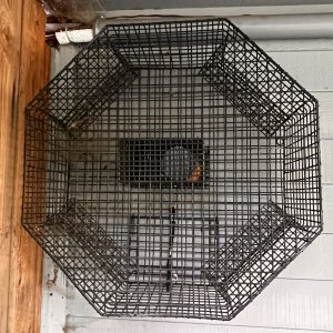 Shrimp Pot