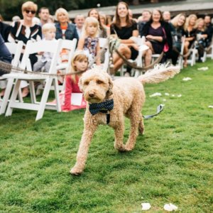 Our pup Ivar, the ring bearer