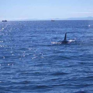 20050717i Killer Whale