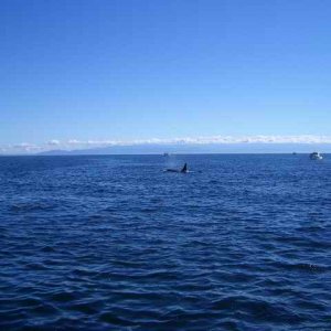 20050717m Killer Whale