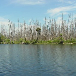 Dead Forest