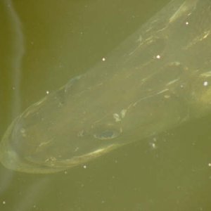 Mr. Snook