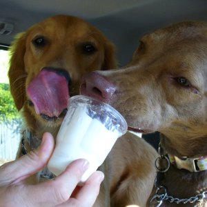 Puppies got a "treat" for being good while we visited Garvan Gardens.  They love McD's soft serve.