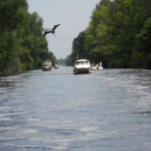 Dismal Swamp 2011