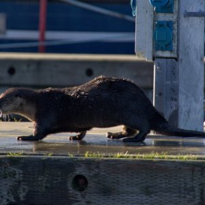 Media 'River otter eating crab' in album 'Warming up the boat on a sunny but cold New Years Eve'
