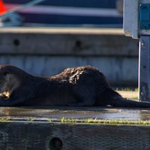 Media 'River otter on dock, eating a crab' in album 'Warming up the boat on a sunny but cold New Years Eve'