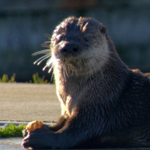 Otter