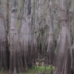 Cypress Swamp around Deep Creek