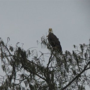 Bald Eagle in Cypress tree