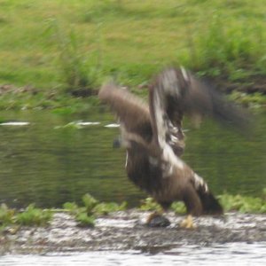 Juvenile Eagle taking off with catch