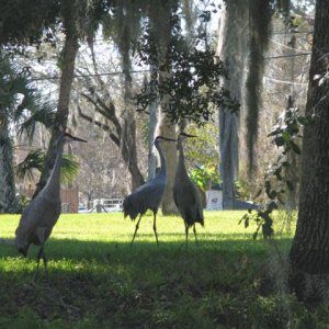 3 Sandhill Cranes