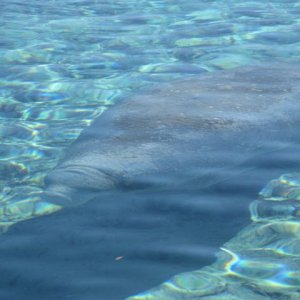 Manatee @ Silver Glen Springs...Water temp 72 degrees at spring...58 degrees on the lake