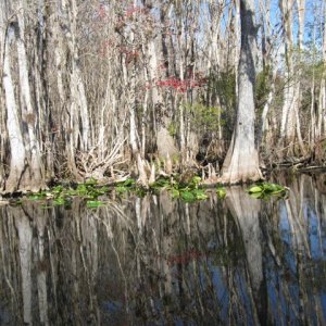 Cruising on the Ocklawaha River