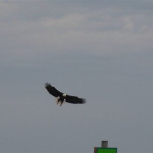 Lake George Eagle ready to land