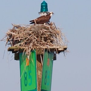 Osprey Nesting ICW & St Johns River