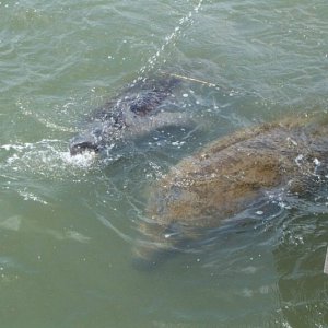 Manatee's drinking from fish cleaning table overflow