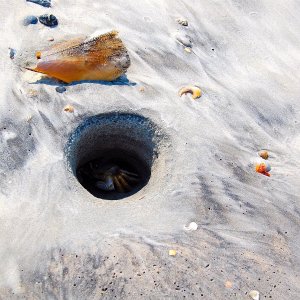 Shy Hermit Crab