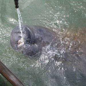 This guy hung around for hours drinking from the overflow.