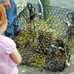 Checkin the crab trap