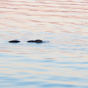 Lots of muskrats along the shore in the evening.