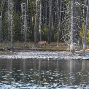 Media 'Plover Point.' in album 'The drive through Jackson Hole.'