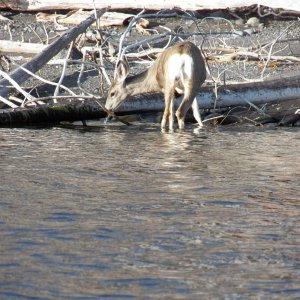 Media 'Wildlife #2.' in album 'The drive through Jackson Hole.'