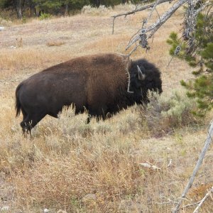 Media 'Wildlife #3.' in album 'The drive through Jackson Hole.'