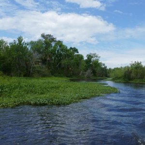 Media 'St John river creek' in album 'Jt John river to Ponce de Leon park'