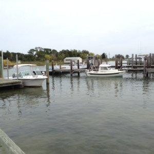 Media 'At rest after rough crossing on Chesapeake Bay' in album 'Guess what followed me home today!'