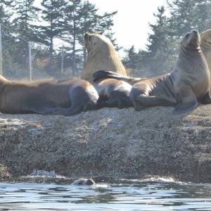 Sea lions enjoying the sun just outside Ewing cove.