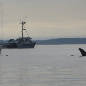Whales in Ewing Cove Sunday morning.
