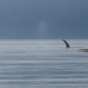 Whales in Ewing Cove Sunday morning. These are just screenshots of the video I took, but couldn't upload.