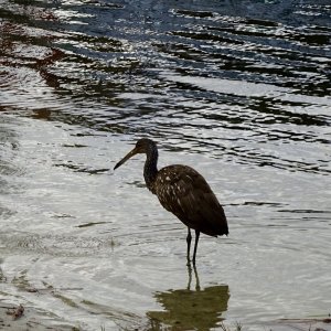 Limpkin