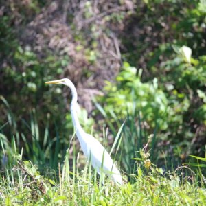white Egret