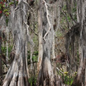 Cypress