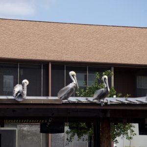 Pelicans by Conco