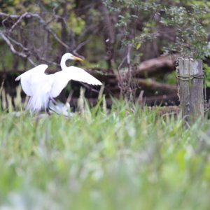 White Egret