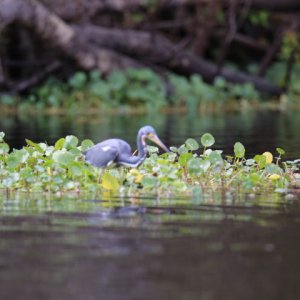 Blue Heron