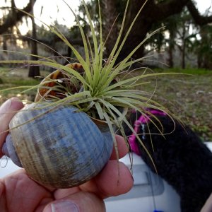Apple sail with air plant