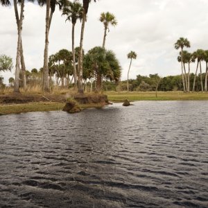 Near tree line Econlockhatchee river
