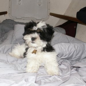 Baxter in V-berth 8-12-06