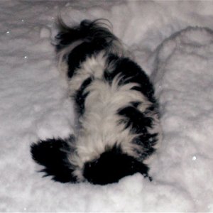 Baxter Buried in Snow 1-11-07