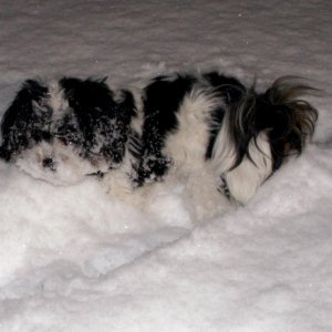 Baxter on Deck in Snow 1-11-07