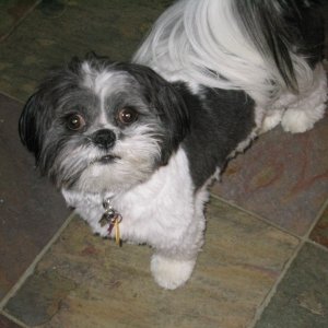 Baxter's Cousin Alexi