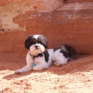 Baxter Barret Anderson Dog of the Desert at Face Canyon 9 17 08