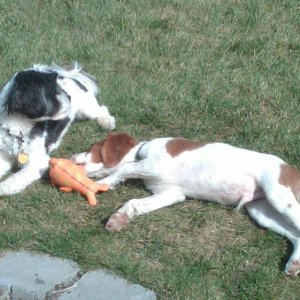 Media 'Baxter and Buck Relaxing' in album 'Baxter Being Shown Off 7-4-06'